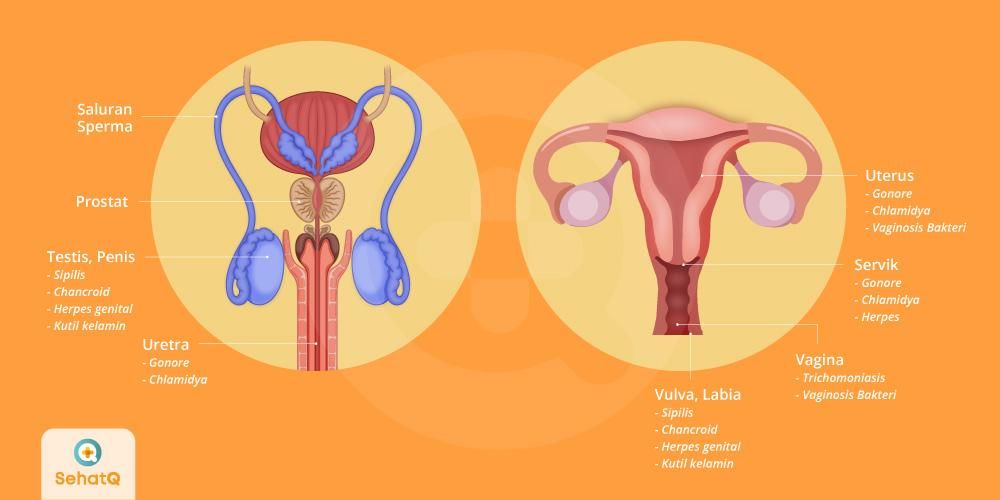 Detail Gambar Sistem Reproduksi Pada Wanita Nomer 37