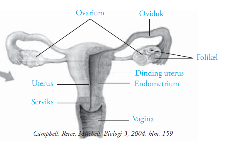 Detail Gambar Sistem Reproduksi Pada Wanita Nomer 48