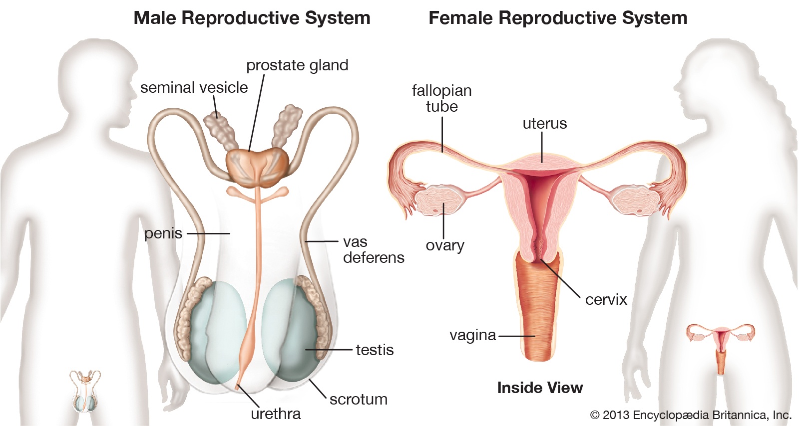 Detail Gambar Sistem Reproduksi Pada Wanita Nomer 54