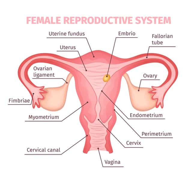 Gambar Sistem Reproduksi Perempuan - KibrisPDR