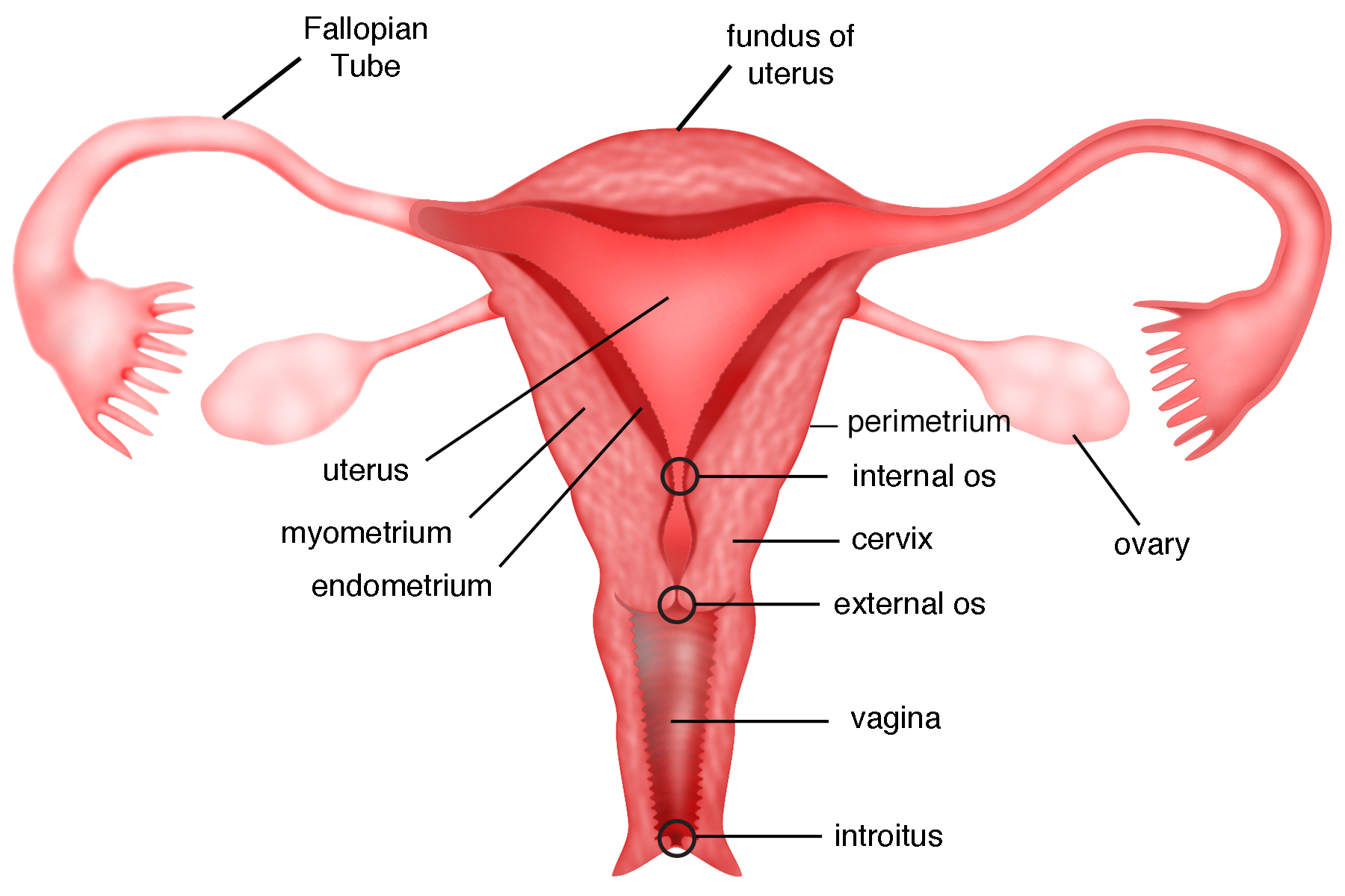 Detail Gambar Sistem Reproduksi Perempuan Nomer 13