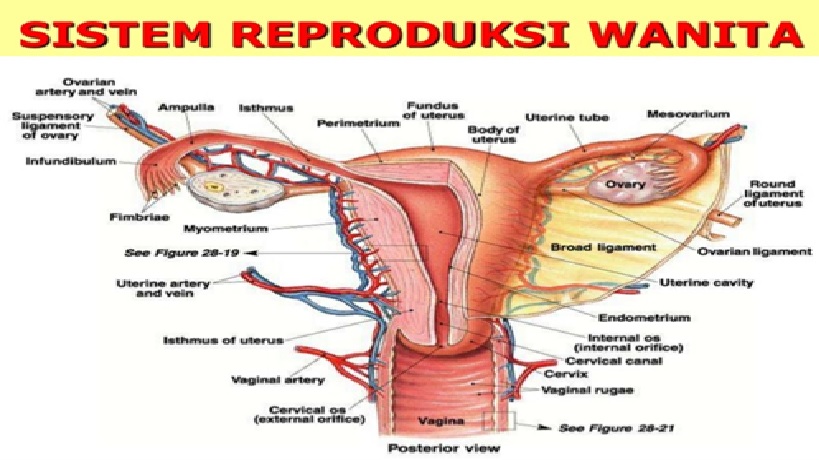 Detail Gambar Sistem Reproduksi Perempuan Nomer 24