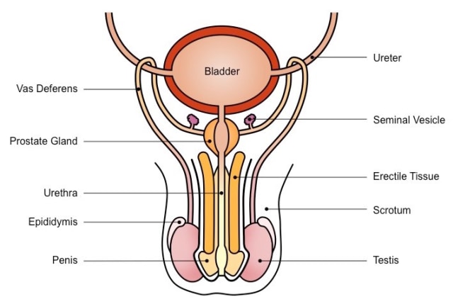 Detail Gambar Sistem Reproduksi Perempuan Nomer 34