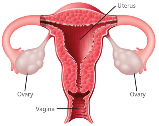 Detail Gambar Sistem Reproduksi Perempuan Nomer 55