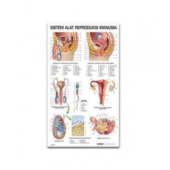 Detail Gambar Sistem Reproduksi Pria Nomer 30