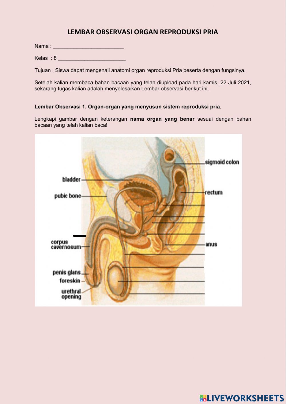 Detail Gambar Sistem Reproduksi Pria Nomer 38