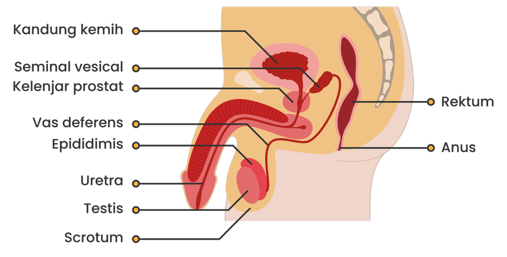 Detail Gambar Sistem Reproduksi Pria Nomer 40