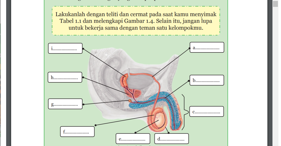 Detail Gambar Sistem Reproduksi Pria Nomer 44