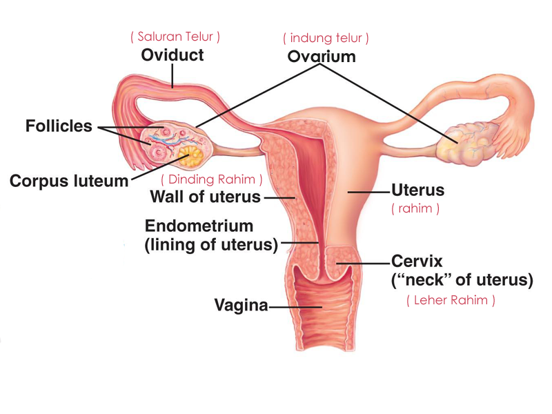 Detail Gambar Sistem Reproduksi Wanita Nomer 20