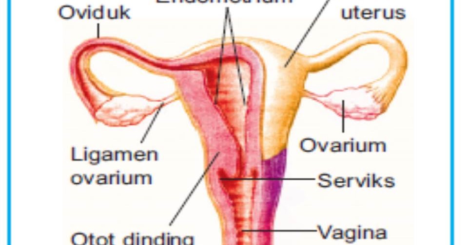 Detail Gambar Sistem Reproduksi Wanita Nomer 39