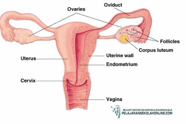 Detail Gambar Sistem Reproduksi Wanita Nomer 45