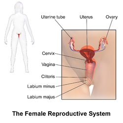 Detail Gambar Sistem Reproduksi Wanita Nomer 50