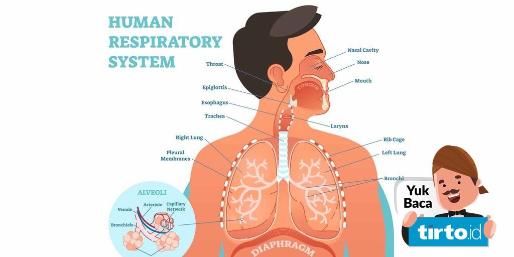 Detail Gambar Sistem Respirasi Nomer 10