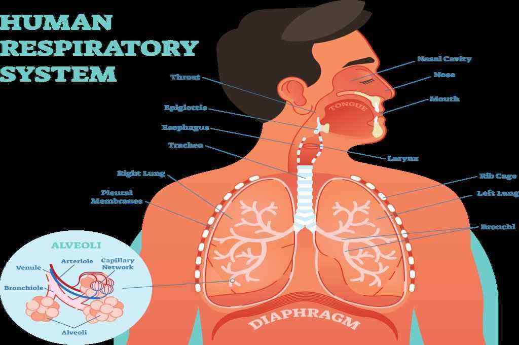 Detail Gambar Sistem Respirasi Nomer 16