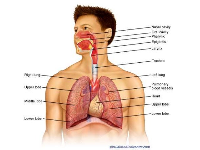Detail Gambar Sistem Respirasi Nomer 19