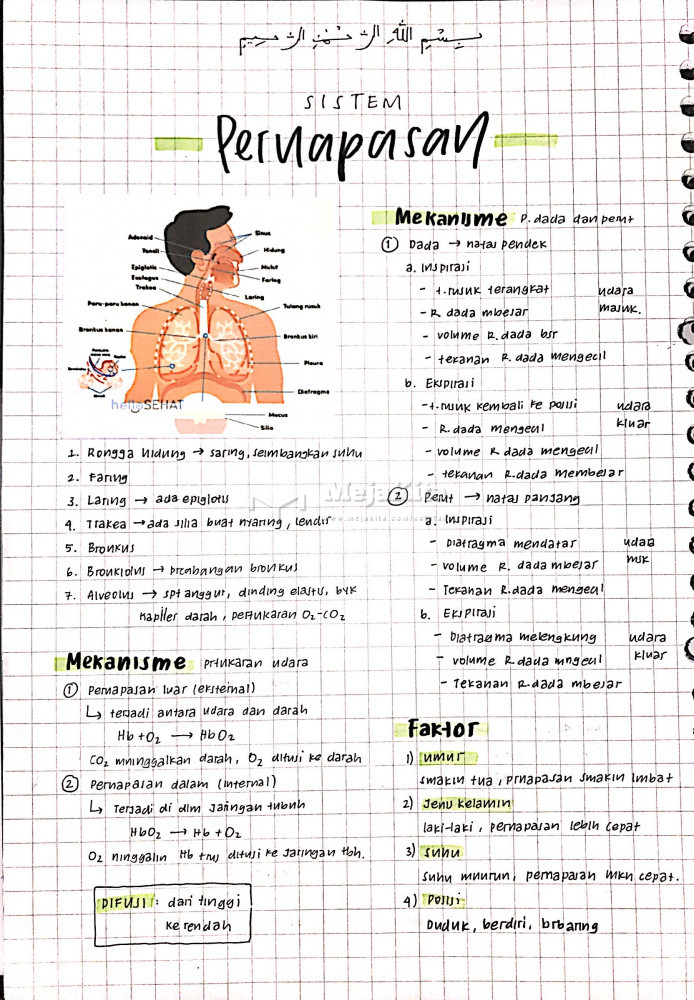 Detail Gambar Sistem Respirasi Nomer 33