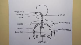 Detail Gambar Sistem Respirasi Nomer 37