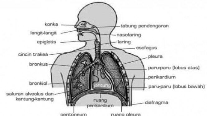 Detail Gambar Sistem Respirasi Nomer 46