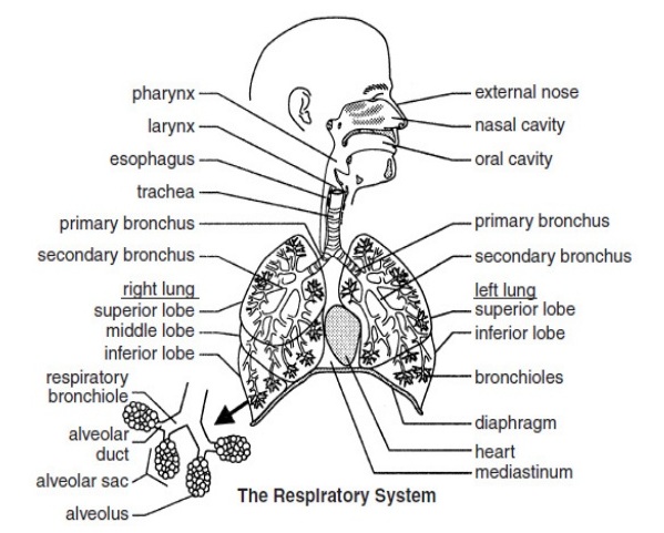 Detail Gambar Sistem Respirasi Nomer 47