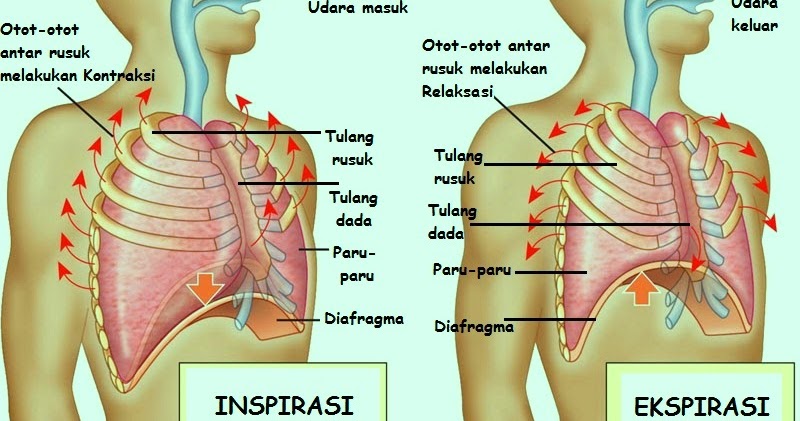 Detail Gambar Sistem Respirasi Nomer 53