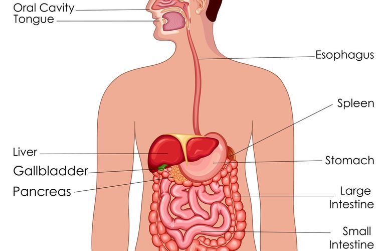 Detail Gambar Sistem Respirasi Nomer 54