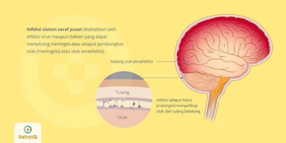 Detail Gambar Sistem Saraf Pusat Nomer 16