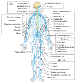 Gambar Sistem Saraf Tepi - KibrisPDR