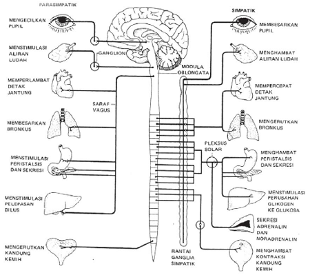 Detail Gambar Sistem Saraf Tepi Nomer 11