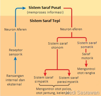 Detail Gambar Sistem Saraf Tepi Nomer 19