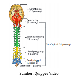 Detail Gambar Sistem Saraf Tepi Nomer 20