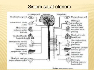 Detail Gambar Sistem Saraf Tepi Nomer 28