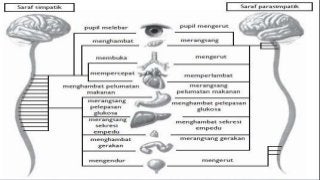 Detail Gambar Sistem Saraf Tepi Nomer 34