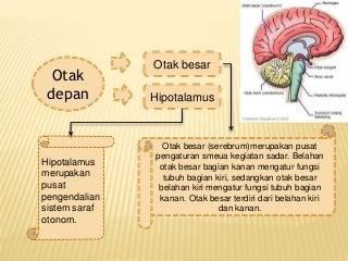 Detail Gambar Sistem Saraf Tepi Nomer 35