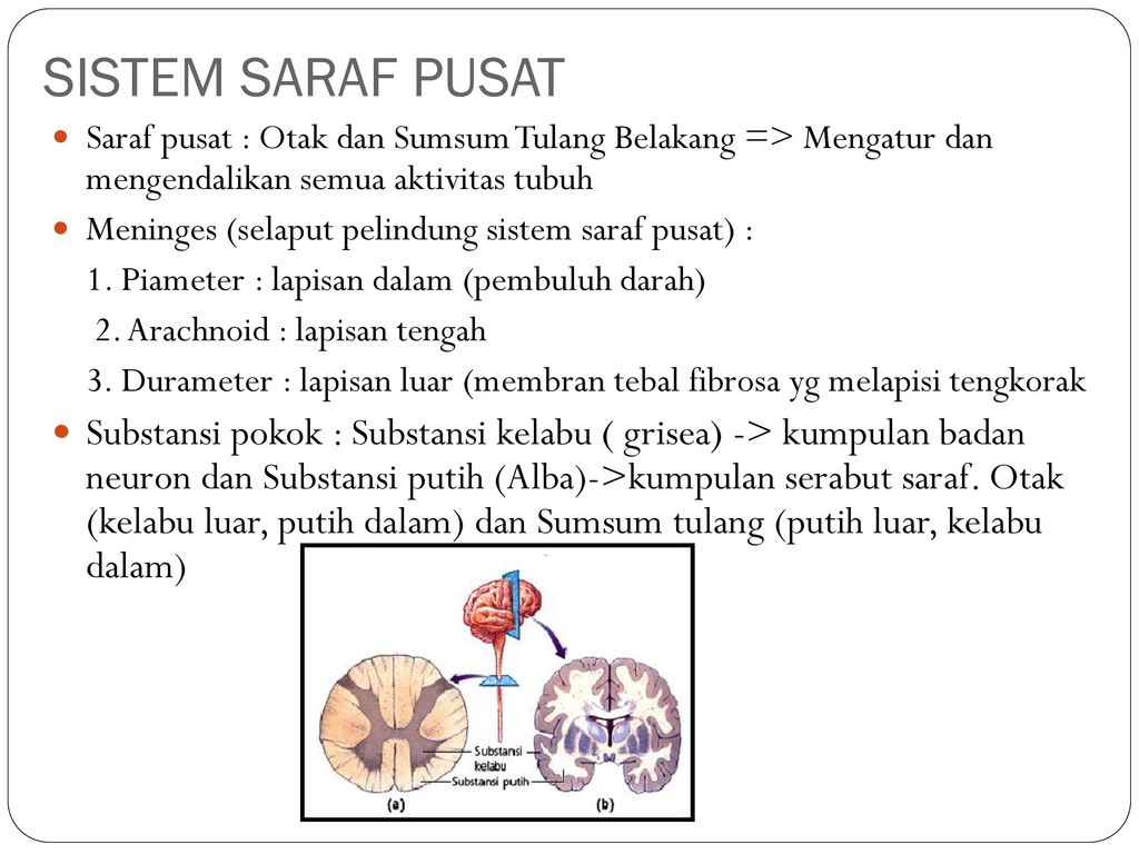 Detail Gambar Sistem Saraf Tepi Nomer 44