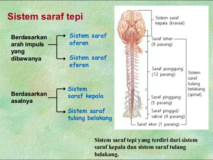 Detail Gambar Sistem Saraf Tepi Nomer 6