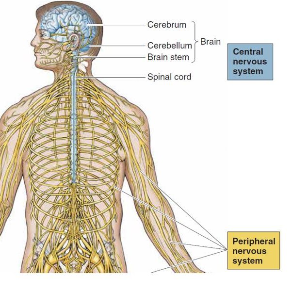 Detail Gambar Sistem Saraf Tepi Nomer 51