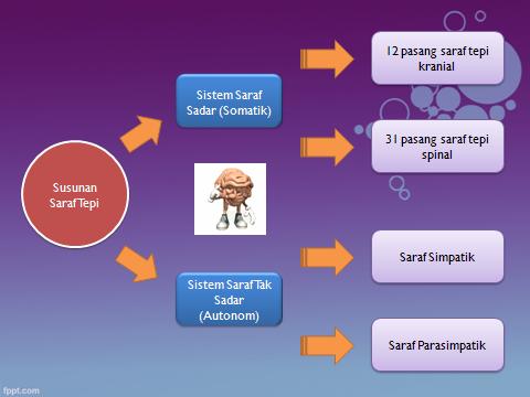 Detail Gambar Sistem Saraf Tepi Nomer 52