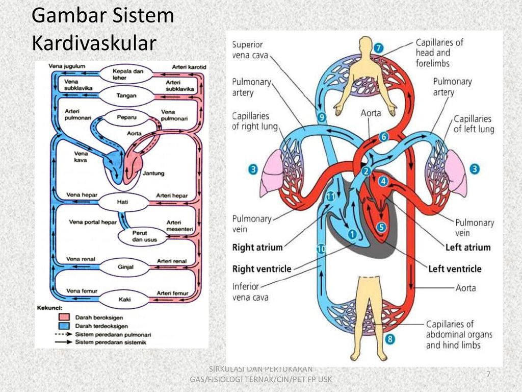 Detail Gambar Sistem Sirkulasi Nomer 23