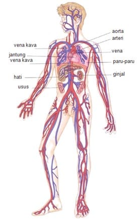 Detail Gambar Sistem Sirkulasi Nomer 30