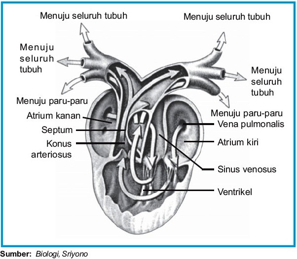 Detail Gambar Sistem Sirkulasi Nomer 46