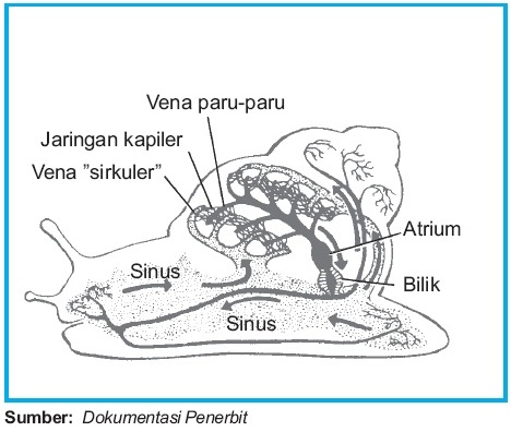 Detail Gambar Sistem Sirkulasi Nomer 52