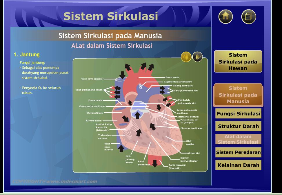 Detail Gambar Sistem Sirkulasi Nomer 55