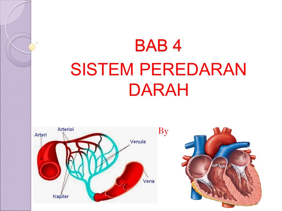 Detail Gambar Sistem Sirkulasi Darah Nomer 57