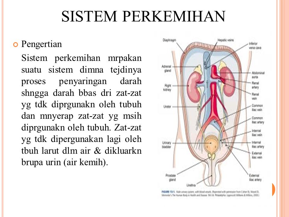 Detail Gambar Sistem Urinaria Nomer 14