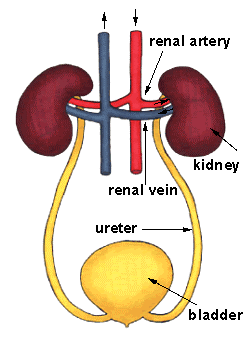 Detail Gambar Sistem Urinaria Nomer 17