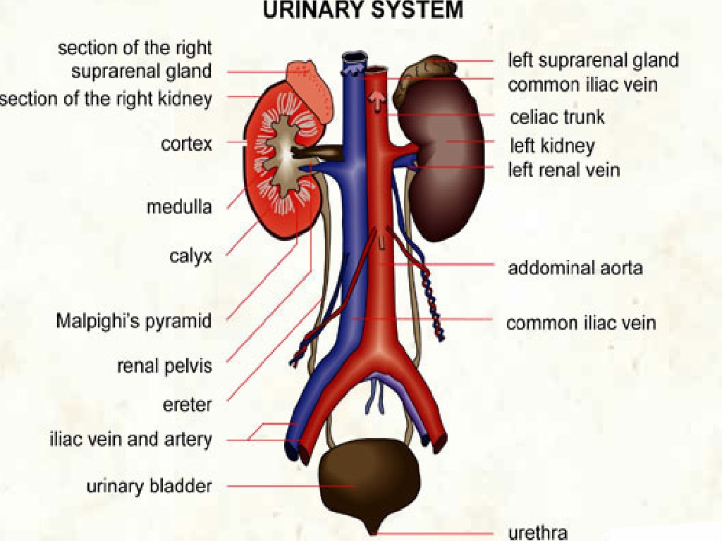 Detail Gambar Sistem Urinaria Ekskresi Gambar Sistem Ekskresi Nomer 2