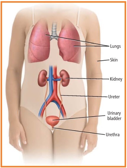 Detail Gambar Sistem Urinaria Ekskresi Gambar Sistem Ekskresi Nomer 16