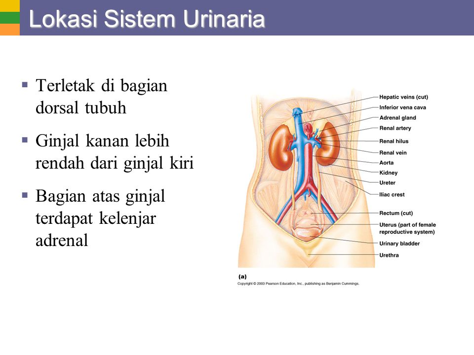 Detail Gambar Sistem Urinaria Ekskresi Gambar Sistem Ekskresi Nomer 19