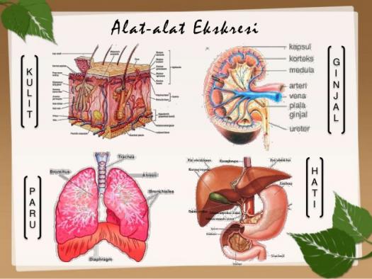 Detail Gambar Sistem Urinaria Ekskresi Gambar Sistem Ekskresi Nomer 23