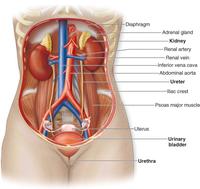 Detail Gambar Sistem Urinaria Ekskresi Gambar Sistem Ekskresi Nomer 24